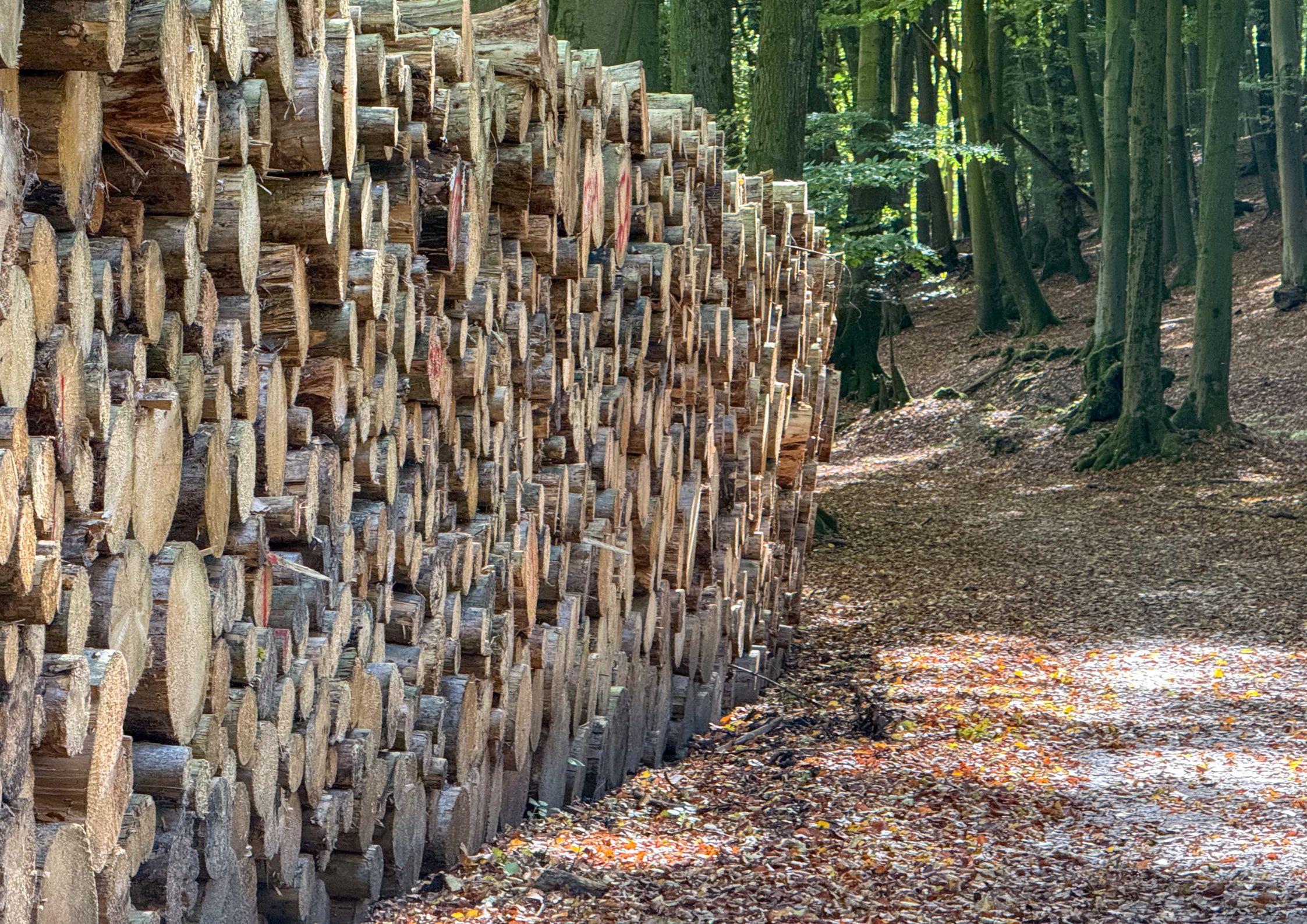 New clean energy project explores green hydrogen for sustainable forestry in Mid Wales