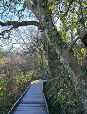Cilgerran Nature Reserve Boardwalk