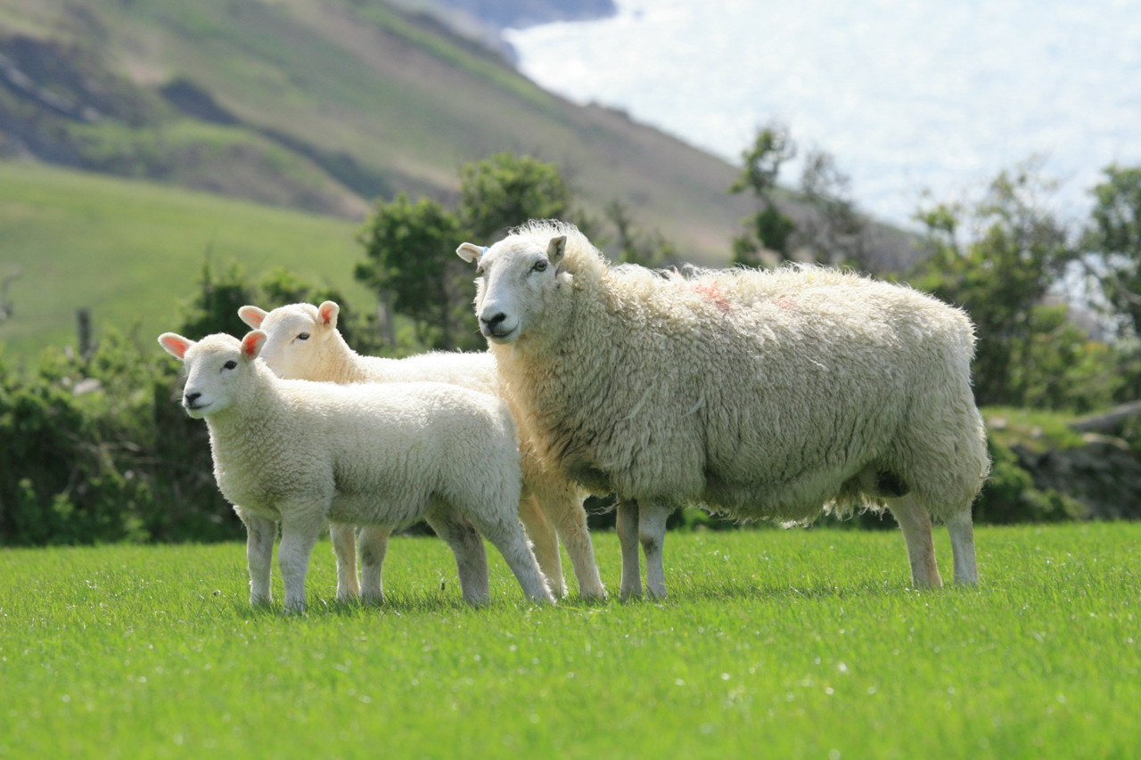 Bluetongue alert: farmers in Ceredigion urged to remain vigilant